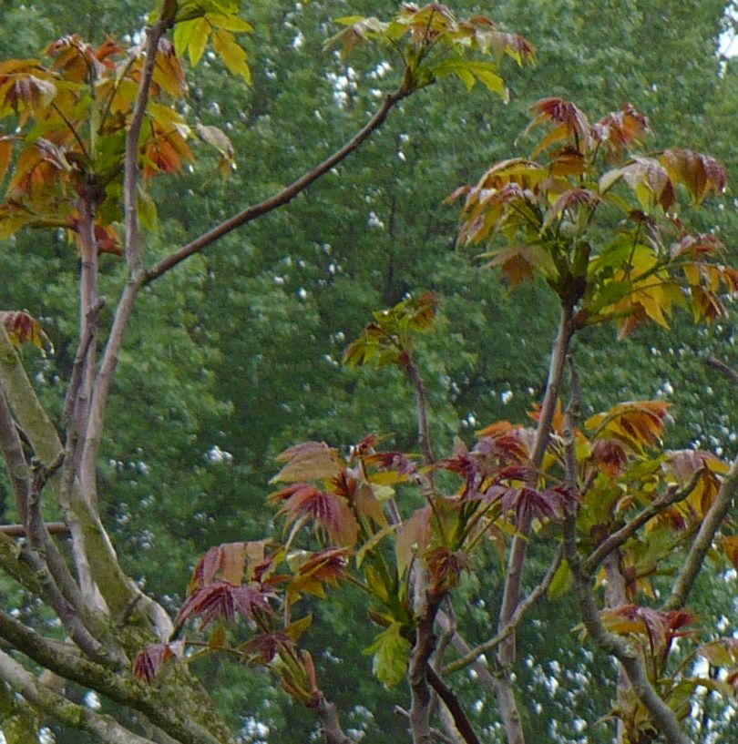 Ailanthus altissima